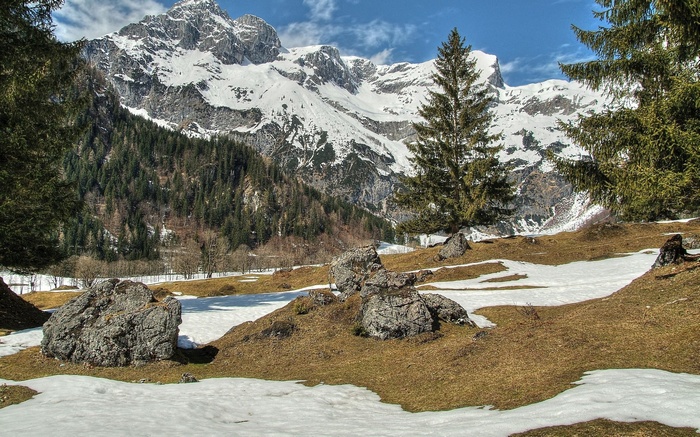 Snowy mountains and pine trees in a meadow