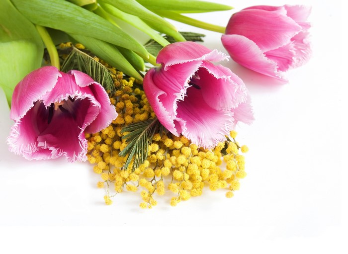 Pink Tulips and Silver Wattle