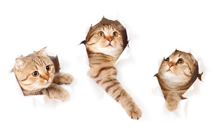 Three Scottish Fold Cats Peeking Through Torn Paper