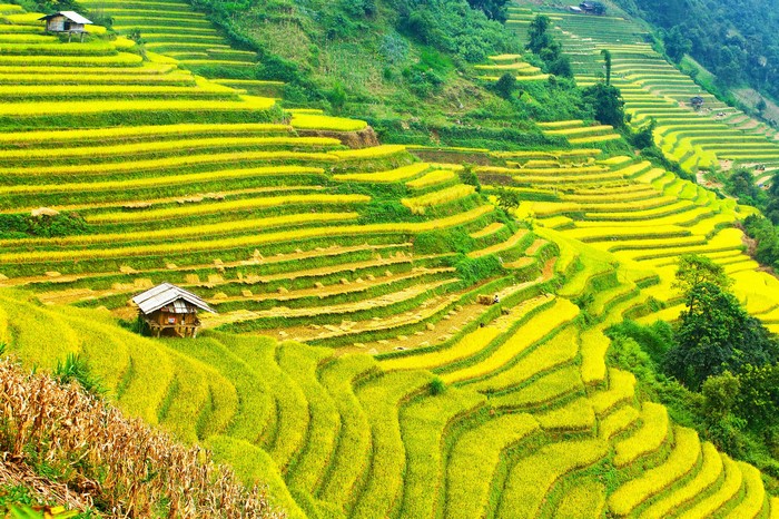 Terraced Rice Fields on a Hillside