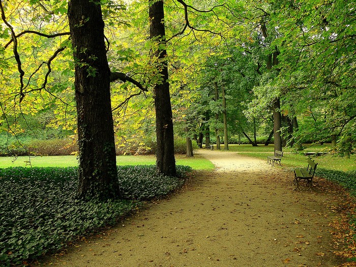Park path with trees and benches