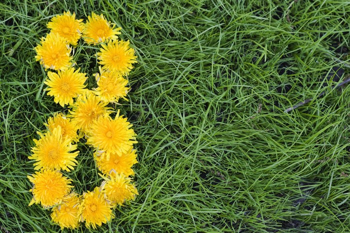 Dandelions arranged in the shape of the number 8 on grass