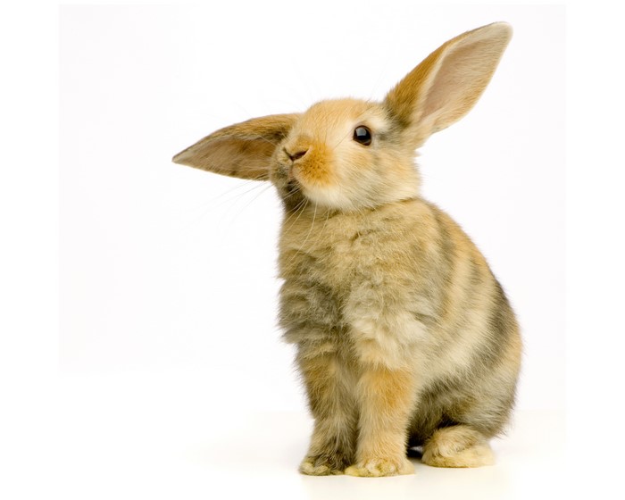 A cute rabbit with large ears on a white background