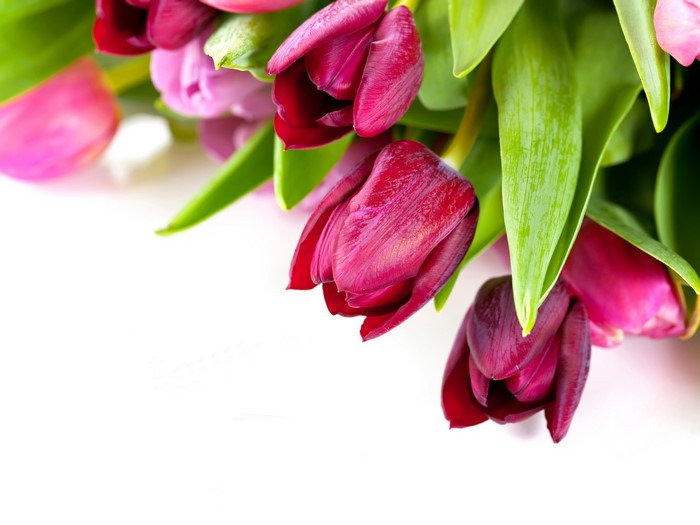 Tulips closeup