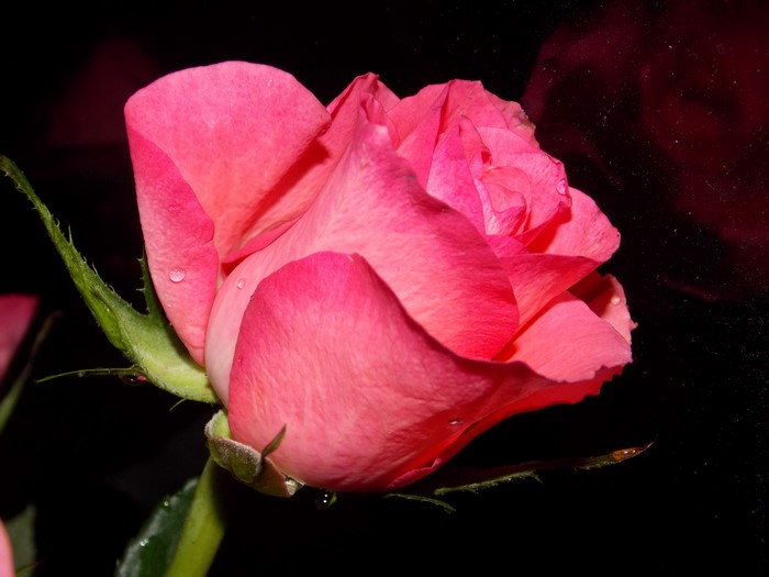 Pink rose with water droplets on petals