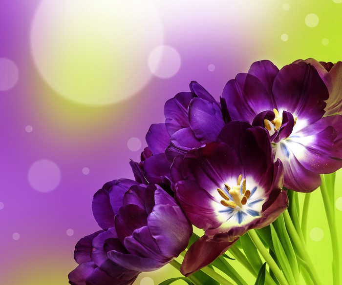 Purple Tulips with Bokeh Background