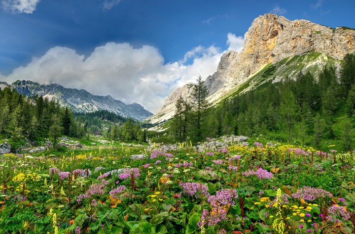 Alpine meadow with wildflowers and mountains