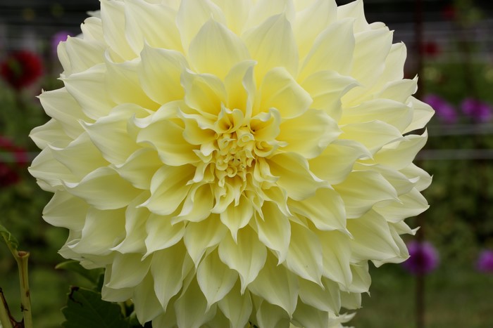 Close-up of a yellow Dahlia flower