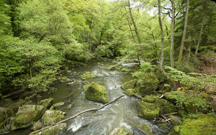 A forest river with mossy rocks and trees