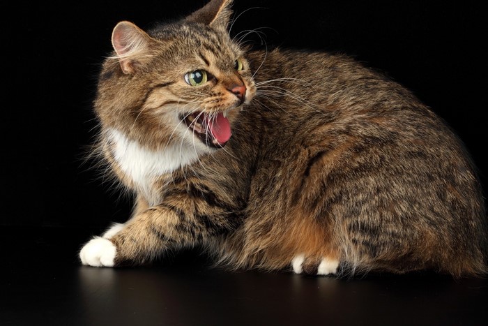 Tabby cat hissing with mouth open