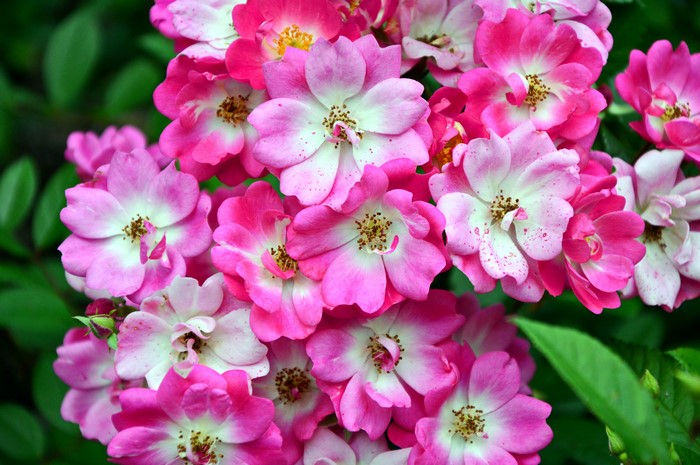 Cluster of pink and white roses