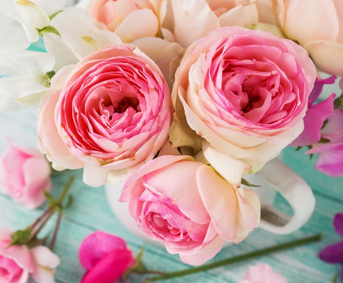 Pink Roses Closeup