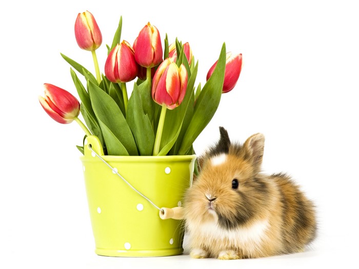 4K Tulips and Rabbit