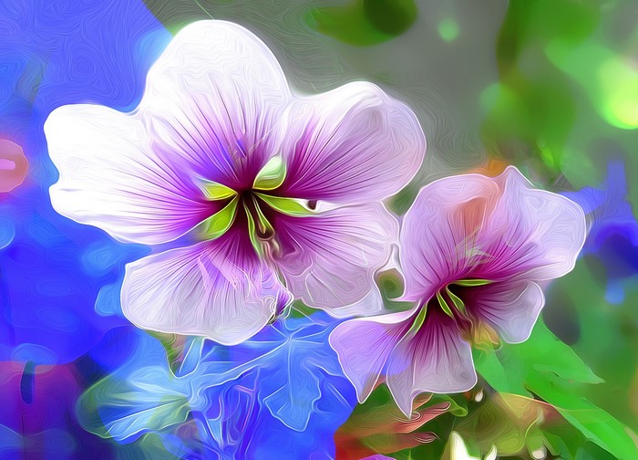 Close-up of two purple and white hibiscus flowers