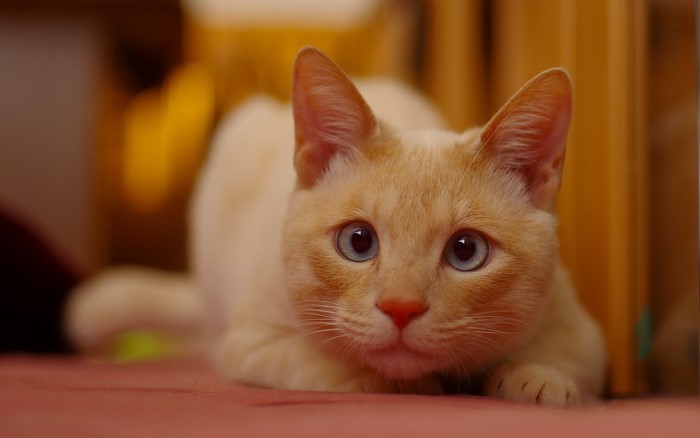 A ginger cat with blue eyes looking forward