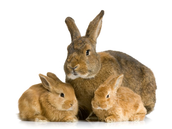 Three rabbits on a white background