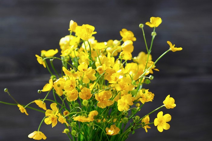 Bouquet of yellow Ranunculus flowers