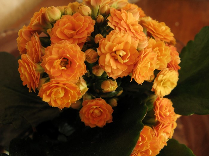 Orange Kalanchoe flowers in close-up