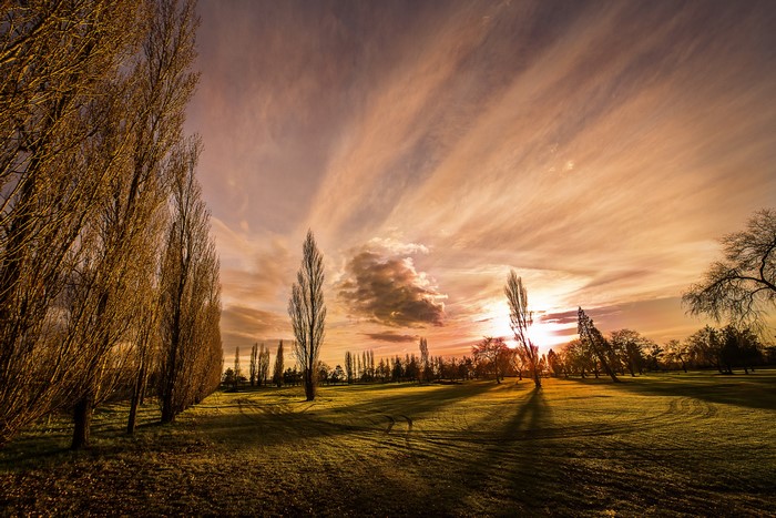 Sunset over a field with tall trees