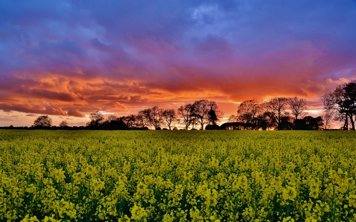 Field of yellow flowers at sunset with silhouetted trees