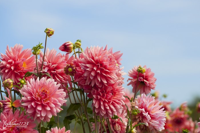 Pink Dahlias in Bloom