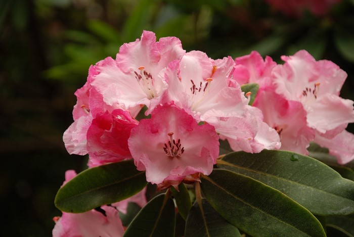 4K Rhododendron Closeup Pink Color
