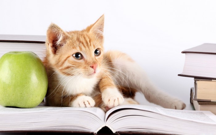 Orange kitten with apple and books