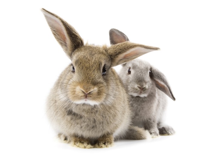 Two rabbits on a white background