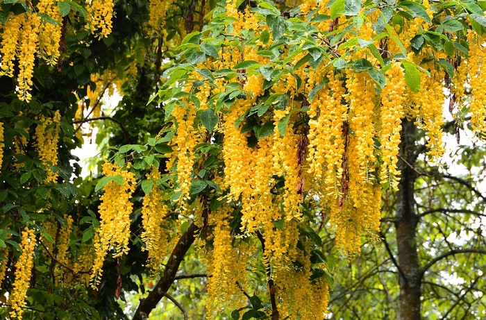Golden Chain Tree with Yellow Flowers
