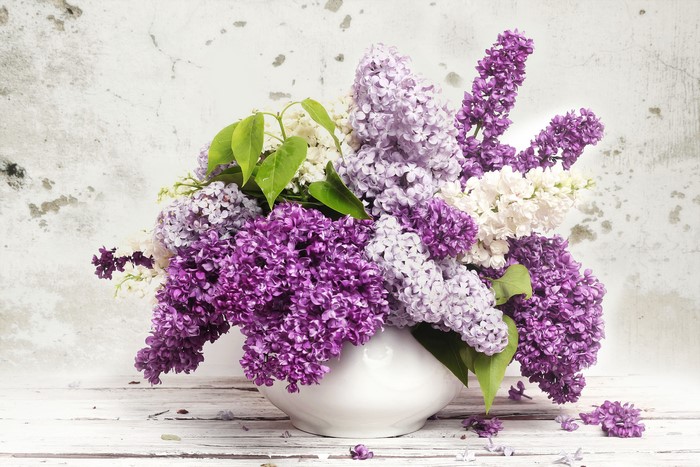 Lilac flowers in a white vase