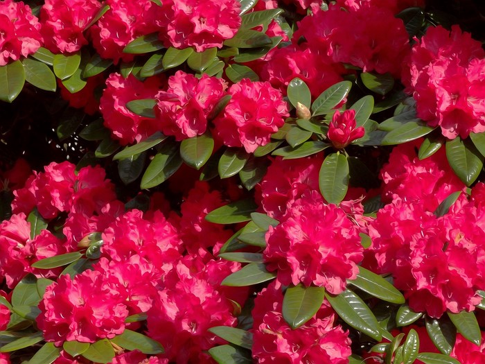 Close-up of bright red Rhododendron flowers and green leaves