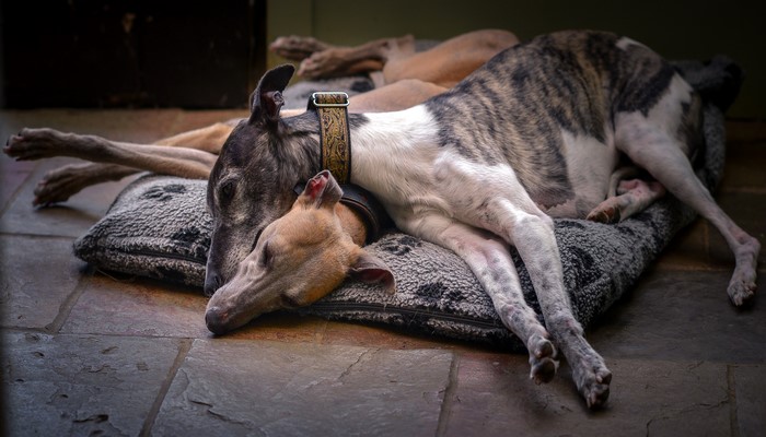 Two Greyhounds sleeping on a dog bed