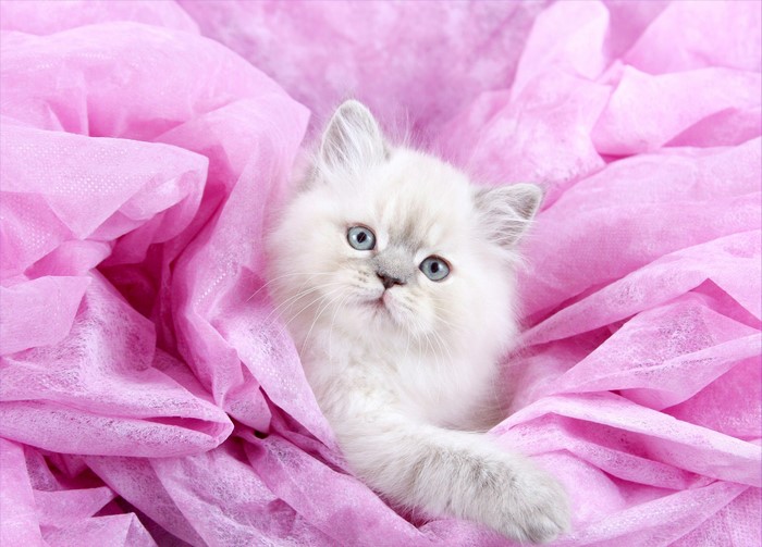 Fluffy white kitten with blue eyes on pink fabric