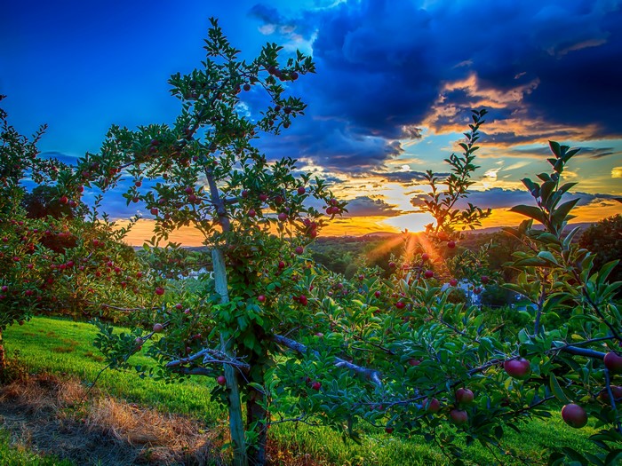 Scenery Sunrises and sunsets Sky Apples Gardens Trees