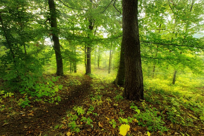 Forests and Trees