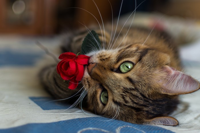 Cat with a red rose