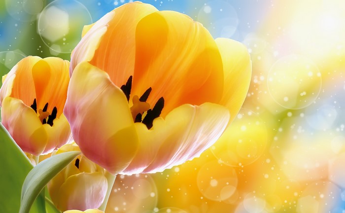 Yellow Tulips Closeup