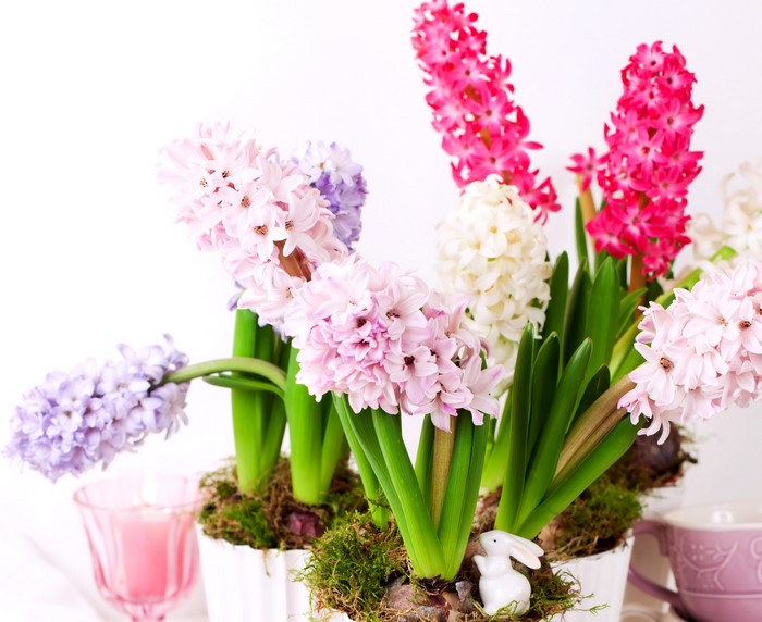 Hyacinths in pots with a bunny figurine
