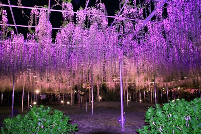 Ashikaga Flower Park Parks Wisteria Many Night