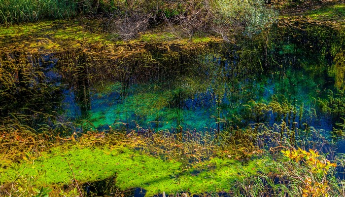Clear blue water with green algae and reeds