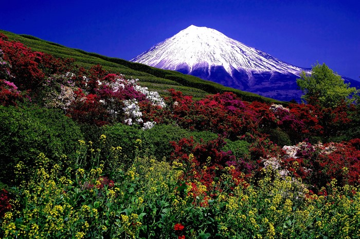 Mount Fuji with colorful flowers on a hillside