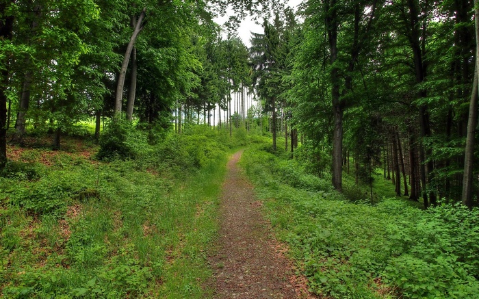 A dirt path winds through a dense green forest.