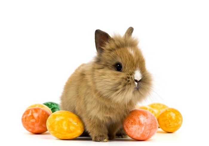 5K Rabbits Holidays Easter Eggs
