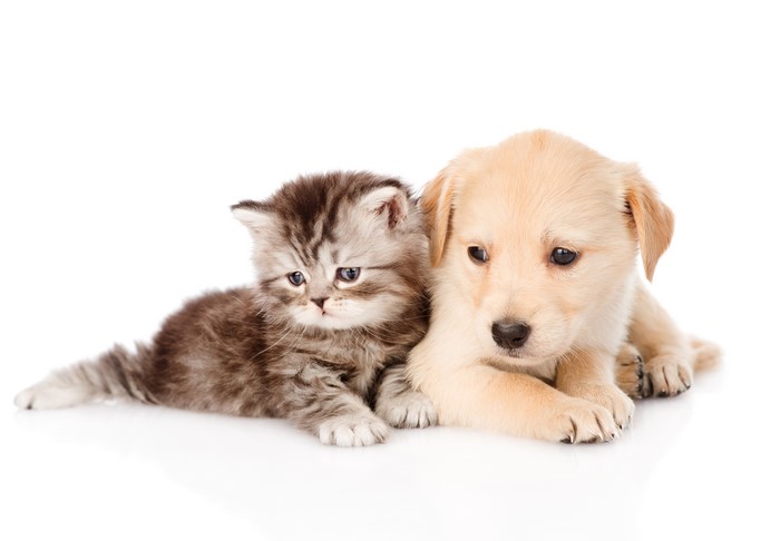 Adorable Kitten and Puppy Cuddling Together