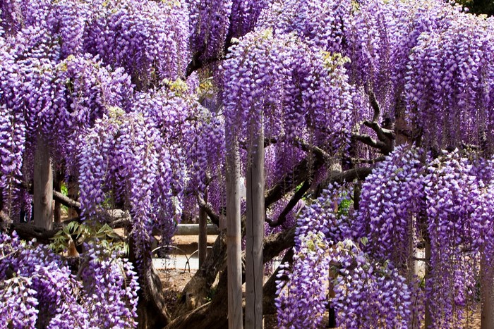 Purple Wisteria Flowers Hanging from Tree Branches