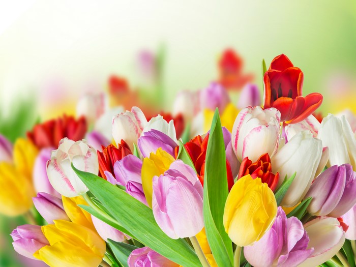 Many Tulips in Various Colors