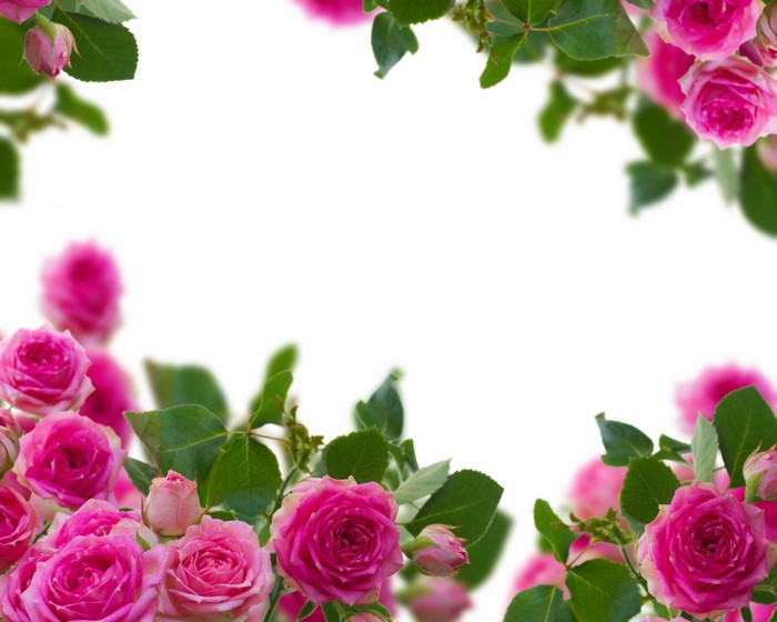 Pink Roses Border