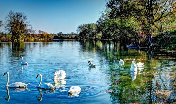 Swans swimming in a river with trees on the bank