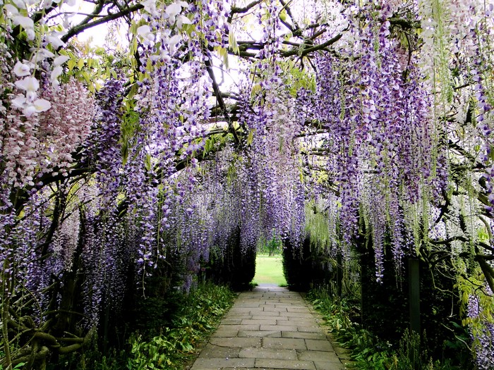 Wisteria flowers at Kawachi Fuji Garden, Japan