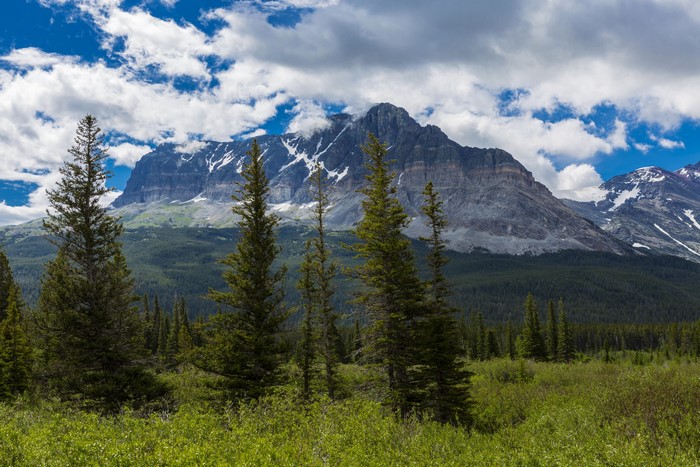 Mountains and Spruce Trees in Glacier National Park, USA